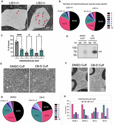 LIS1 and NDEL1 Regulate Axonal Trafficking of Mitochondria in Mature Neurons